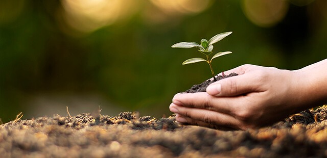A view of a pair of hands from the side, very close to the ground with dirt and cupping up some dirt with a sapling growing out of it.